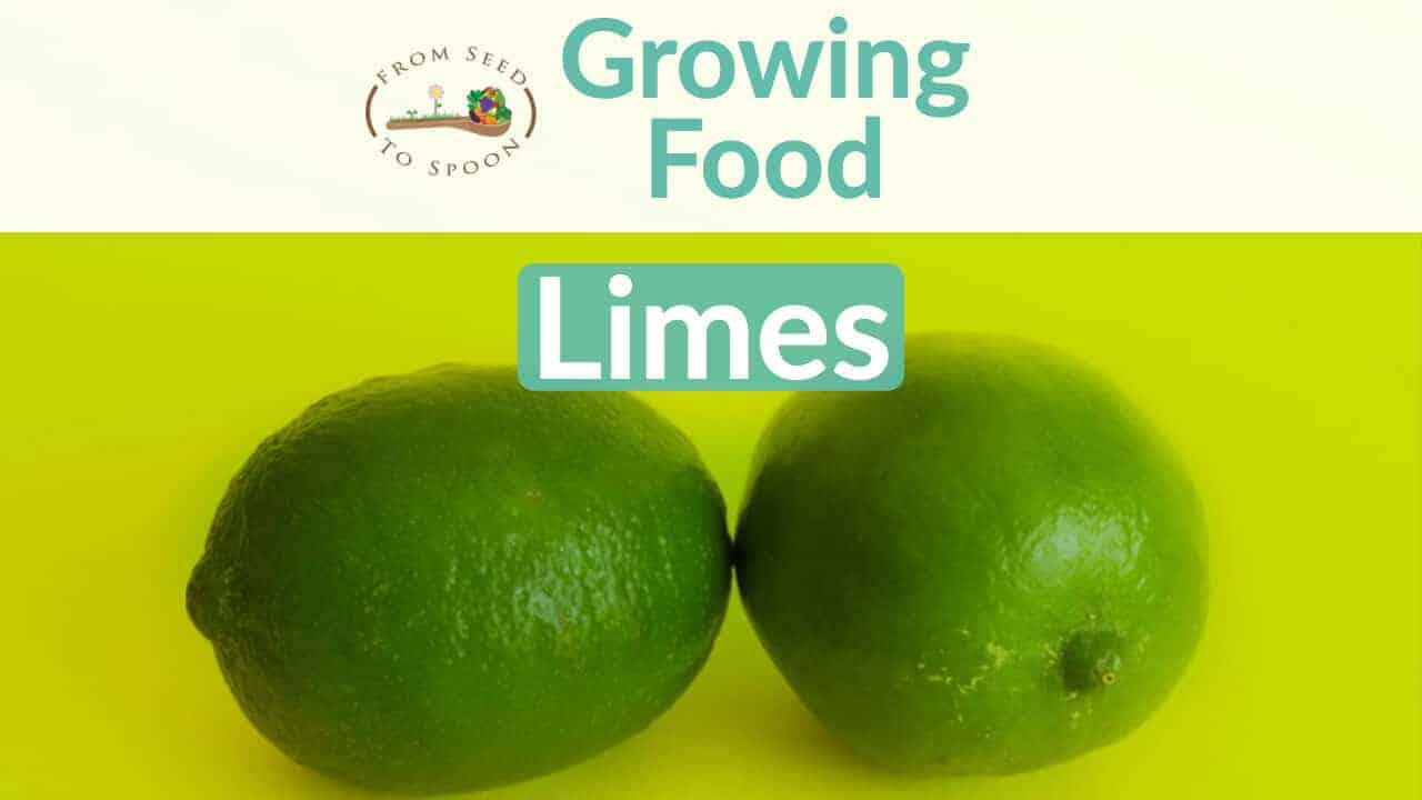 Limes How to Grow and When to Plant in Your Backyard or Patio Garden