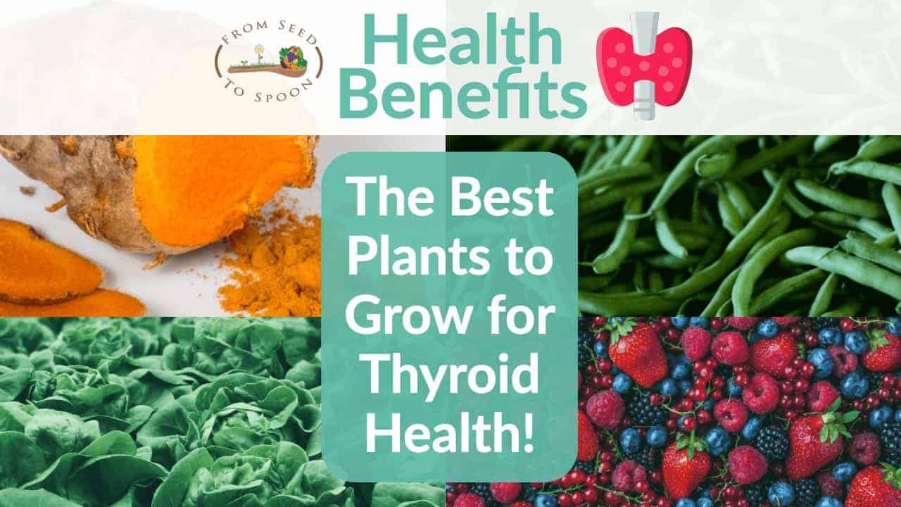 Top 5 Plants You Can Grow in Your Garden to Help Improve Your Thyroid