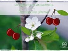 Gartenblog Topfgartenwelt Topfgarten: Säulenbäume sind gesünder als Zwergbäume, daher viel die Wahl auch auf eine Säulenkirsche und nicht auf eine Zwergkirsche.