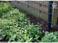 Gartenblog Topfgartenwelt Unkrautvlies im Test: das Unkrautvlies wird mit Hilfe von Rindenmulch versteckt