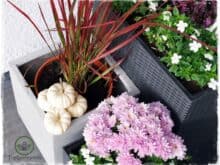 Herbstpflanzen für Kübel und Topf | Pflanzkübel aus Fiberglas - Gartenblog Topfgartenwelt