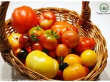Gartenblog Topfgartenwelt Tomaten Tomatenanbau in großen Töpfen und Trögen: Tomaten im Topf