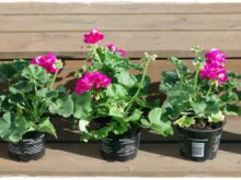 Gartenblog Topfgartenwelt Balkonblumen 2018: stehende Geranien Pelargonien