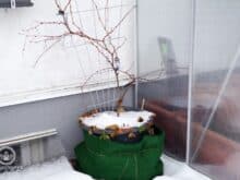 Kübelpflanzen überwintern wie oft gießen - Gartenblog Topfgartenwelt