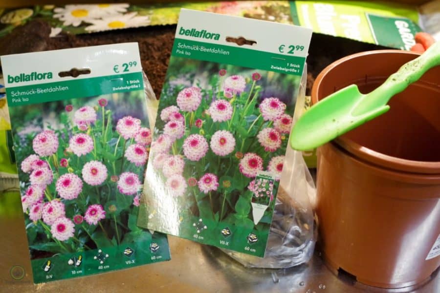 Dahlien, Ranunkeln und Anemonen vorziehen - Gartenblog Topfgartenwelt