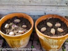 Kartoffel im Topf anpflanzen | Anleitung | Garten | Balkon - Gartenblog Topfgartenwelt