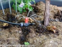 automatische Gartenbewässerung | Gardena Micro Drip System - Gartenblog Topfgartenwelt
