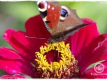 Blumensamen aussäen zum richtigen Zeitpunkt - 11 Sorten im Überblick - Gartenblog Topfgartenwelt