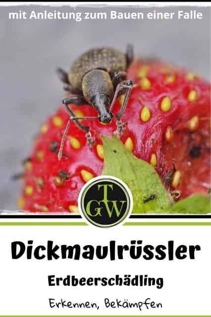 Bekämpfung gefurchter Dickmaulrüssler im Garten - Gartenblog Topfgartenwelt #gefurchterdickmaulrüssler #dickmaulrüssler #dickmaulrüsslerfallenselberbasteln #diy #schädlingbekämpfung #erdbeerschädling #erdbeeren