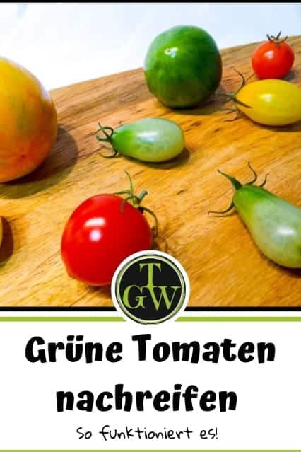 Grüne Tomaten nachreifen - Pinterest - Gartenblog Topfgartenwelt
