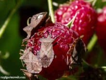 Wanzen an Himbeeren | Lederwanze bekämpfen |Wanzen fressen Himbeeren - Gartenblog Topfgartenwelt