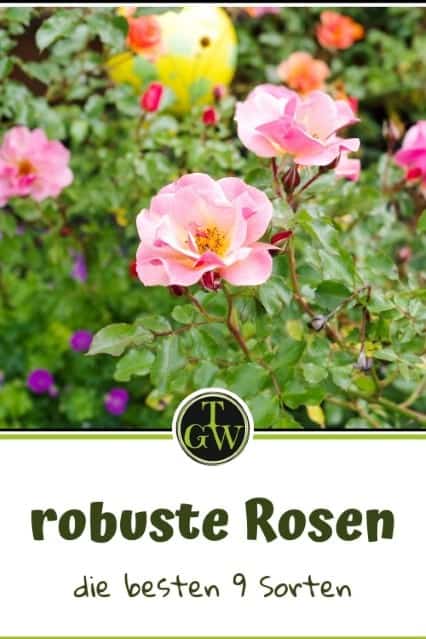 robuste dauerblühende Rosen - Pinterest - Gartenblog Topfgartenwelt