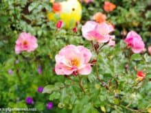 robuste dauerblühende Rosen für den Garten - Gartenblog Topfgartenwelt
