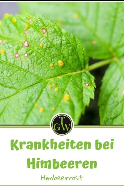 Himbeerrost - Pinterest - Gartenblog Topfgartenwelt