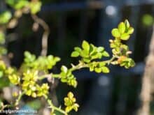 Rosen düngen mit Hausmittel wie Pferdemist, Kaffeesatz und Bananenschalen oder mineralischen, organischen Düngern wie Blaukorn - Gartenblog Topfgartenwelt