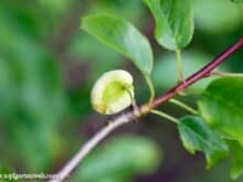 Narren- oder Taschenkrankheit, Narrentaschenkrankheit bei Pflaumen und Zwetschgen - Gartenblog Topfgartenwelt