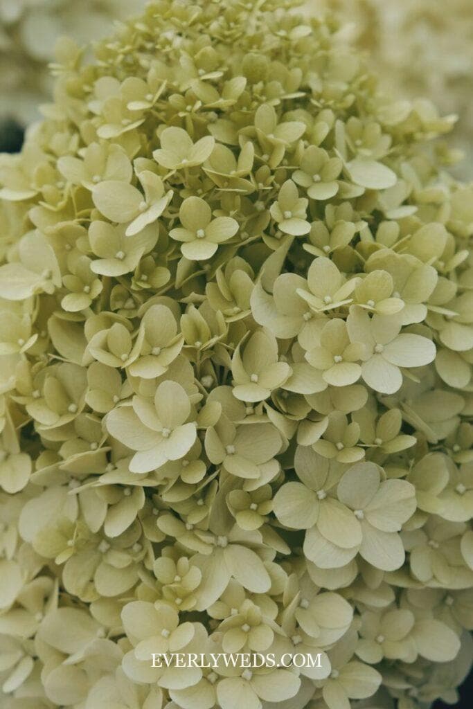 Close-up of a cluster of pale green hydrangea flowers in bloom. The petals are delicate and densely packed.