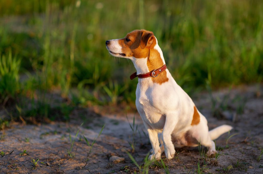 Terrierrassen Bilder
