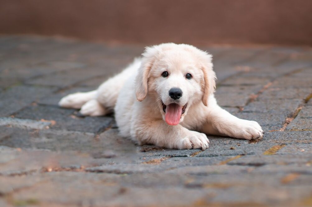 Zilveren naam ketting met hond Golden Retriever