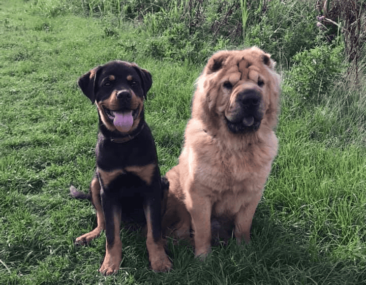 Rottweiler Valp Utklipp TerWaele.nl | Ter Waele Zand