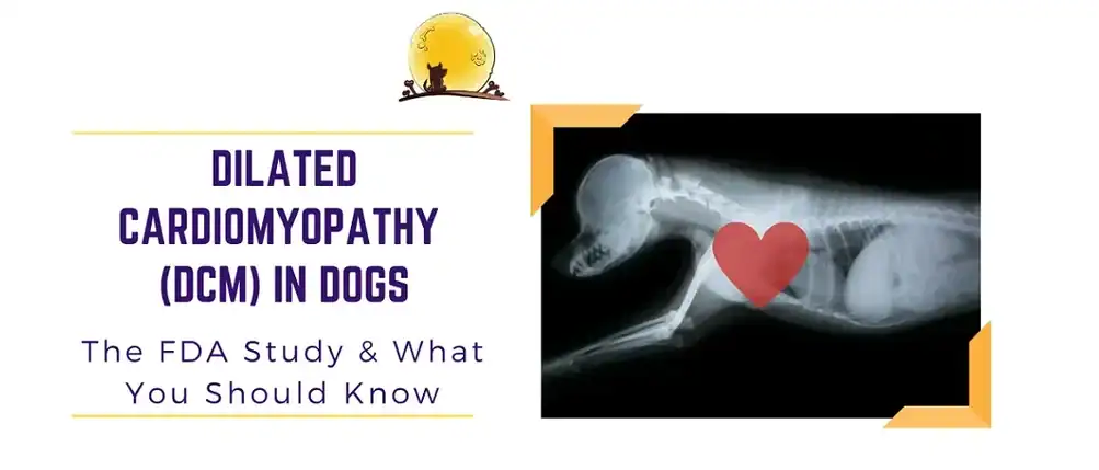 dog dcm l carnitine L-carnitine for Dogs | Dog, Cat, Pet Medication: PetMD Dilated Cardiomyopathy in Dogs: Everything
