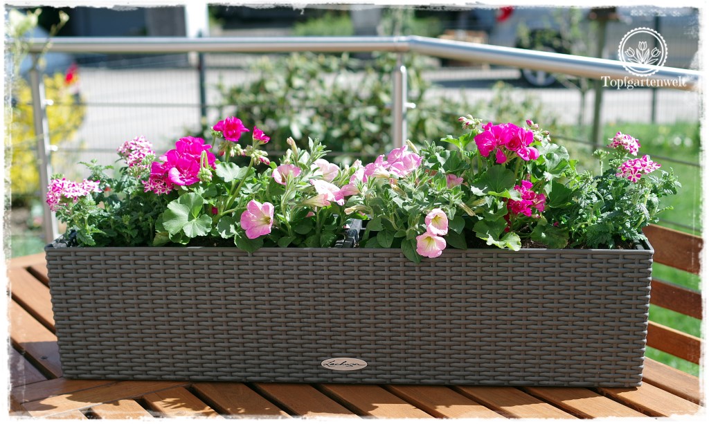 Gartenblog Topfgartenwelt Balkonblumen 2018: Pflanzvorschlag Geranien Pelargonien Surfinien Verbenen