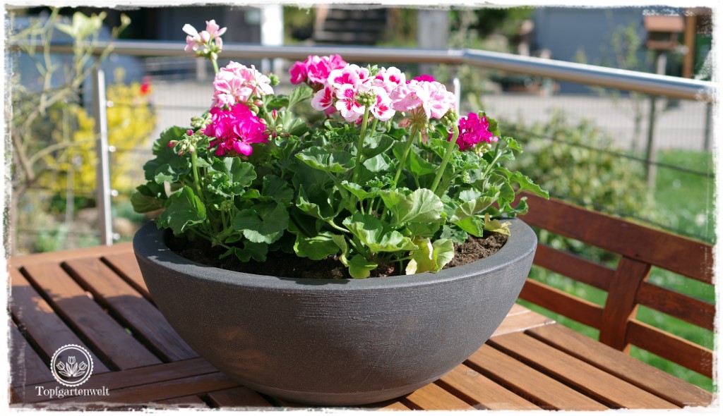 Gartenblog Topfgartenwelt Balkonblumen 2018: Pflanzvorschlag Sommerblumen für große Schüssel Schale
