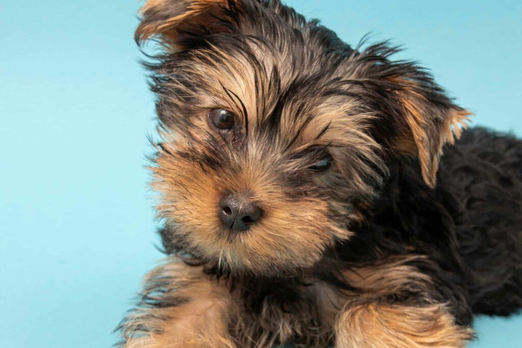 puppy_home_alone_tips close up of Yorkshire Terrier puppy on a light blue background