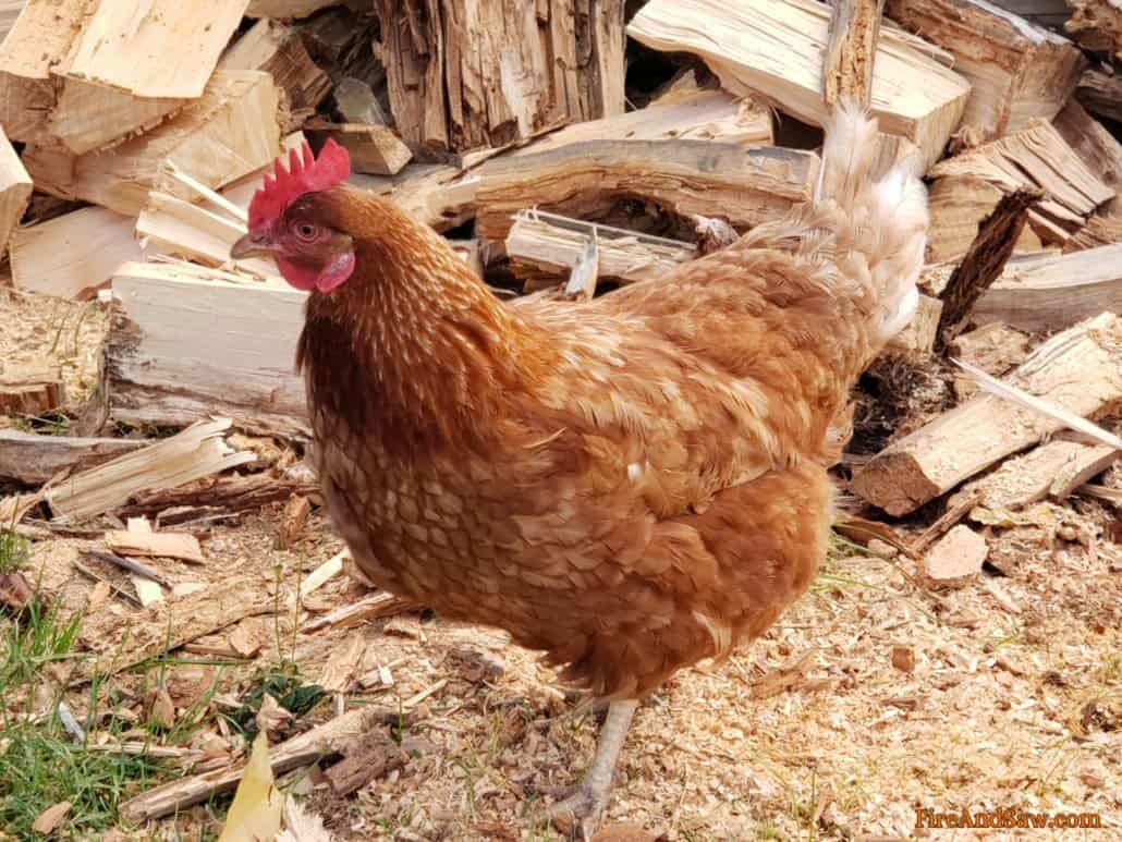 using sawdust in chicken coop
