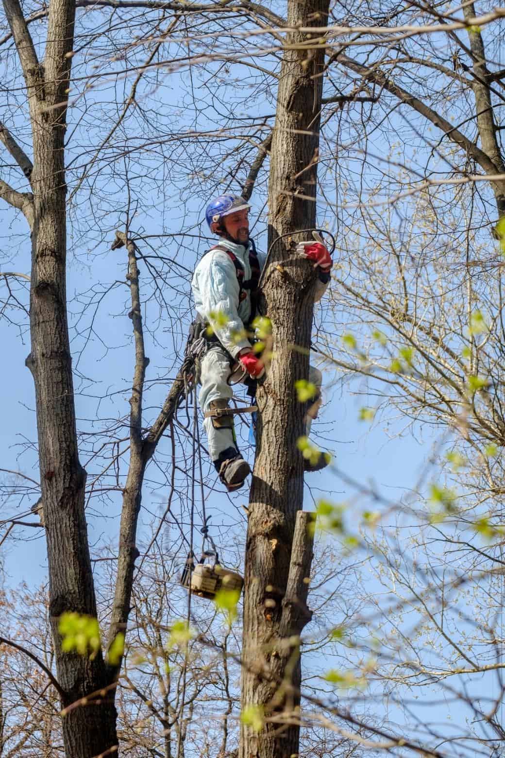 where to do arborist training
