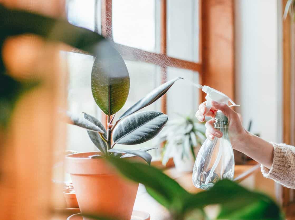 How to Prevent Plant Leaves From Turning Yellow