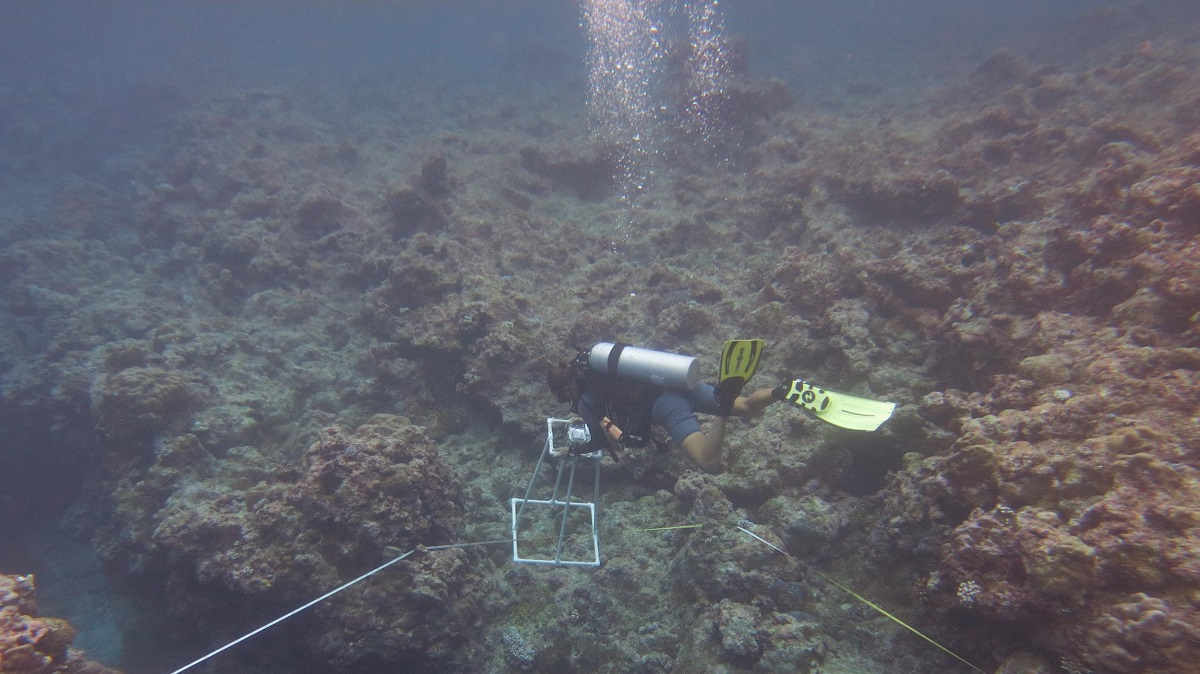 Scuba diver brown reef bubbles