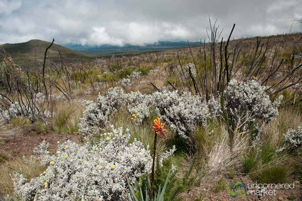 Climbing Kilimanjaro, Marangu Route Wildflowers