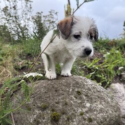 jack-russell-terrier-hvalpe-til-salg