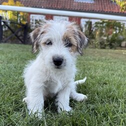 jack-russell-terrier-hvalpe-til-salg