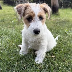 jack-russell-terrier-hvalpe-til-salg