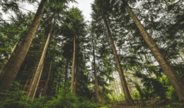 why are pine trees sick