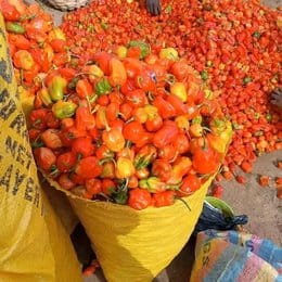 Best Fresh pepper Bag