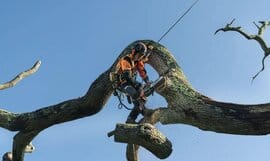 husqvarna 536li xp chainsaw review