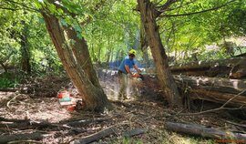 using the stihl ms 440