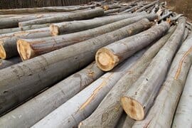 is beech good firewood