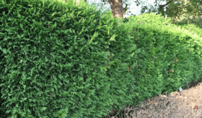 cypress trees for hedge