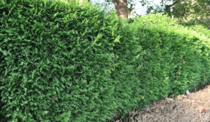 cypress trees for hedge
