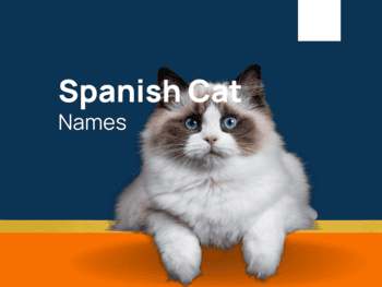 Cat Names thepetboy com For Your Loving Pet