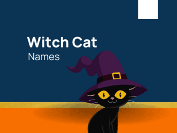Cat Names For Your Loving Pet