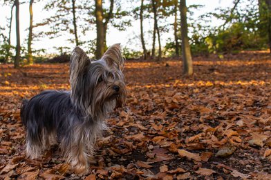 how to stop a Yorkie from peeing in the house