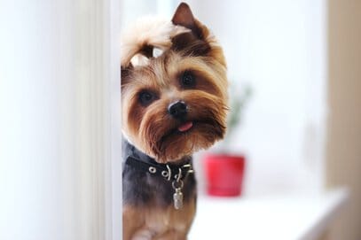 how to stop a Yorkie from peeing in the house