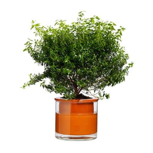 Tricks To Help Your Plants While You're On Vacation