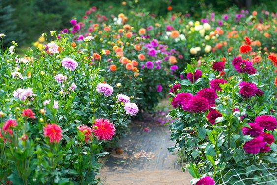 Summer's Most Wanted Flower - Dahlia - with Care Guide