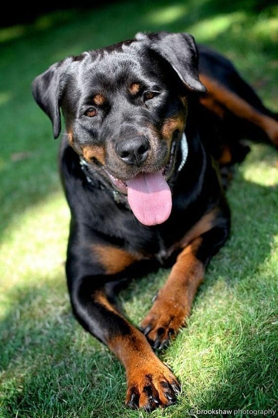 Rottweiler Wants to Tell You